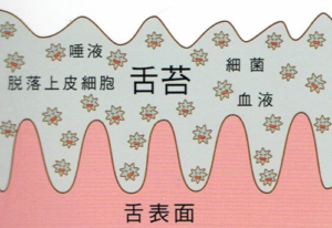 枚方市樟葉の歯医者、たかぎ歯科クリニックで口の中が原因の味覚障害について解説